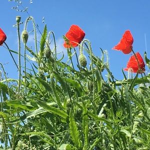 Meet your Posher, Natasha